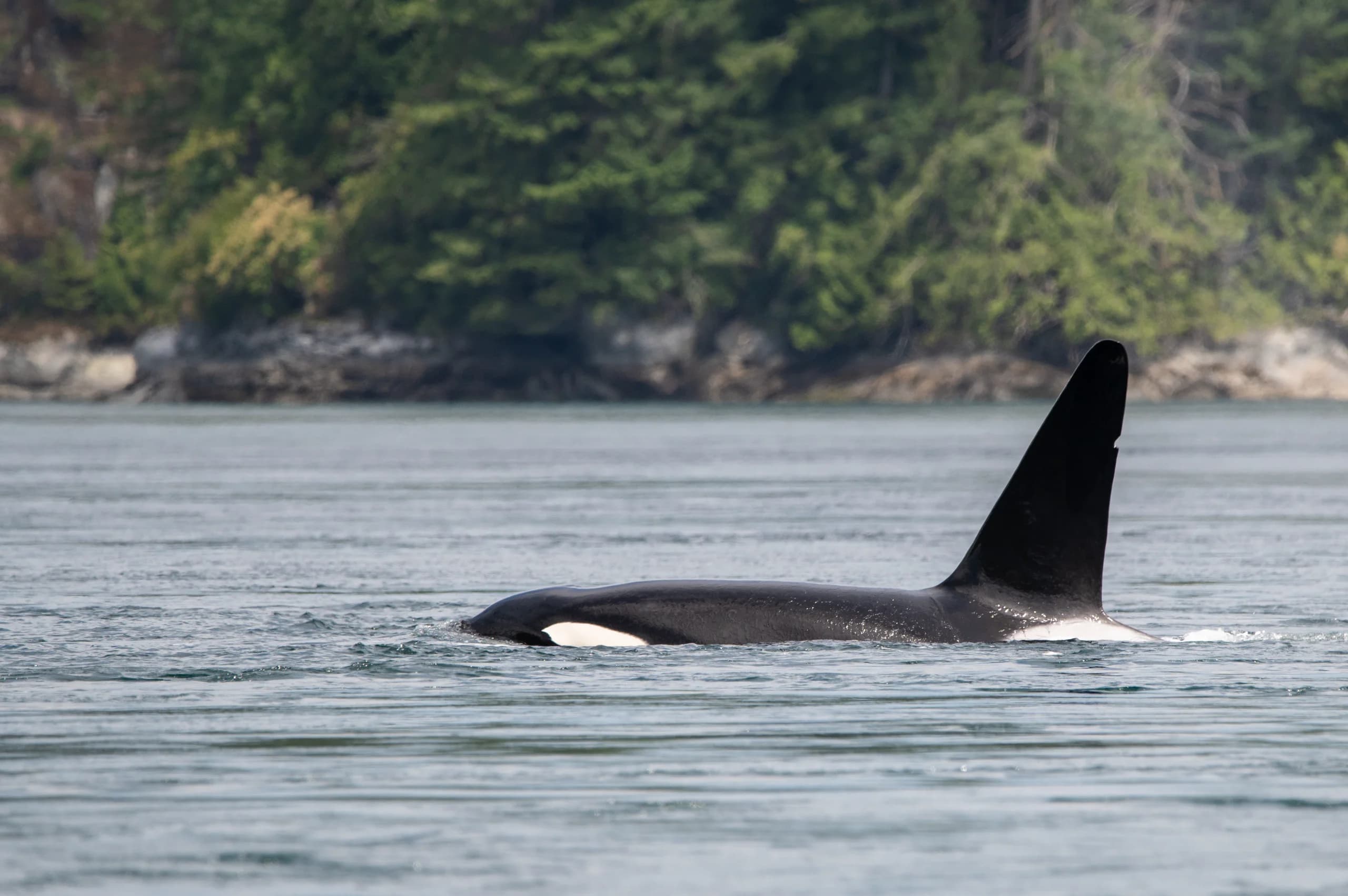 Galiano - Male Orca