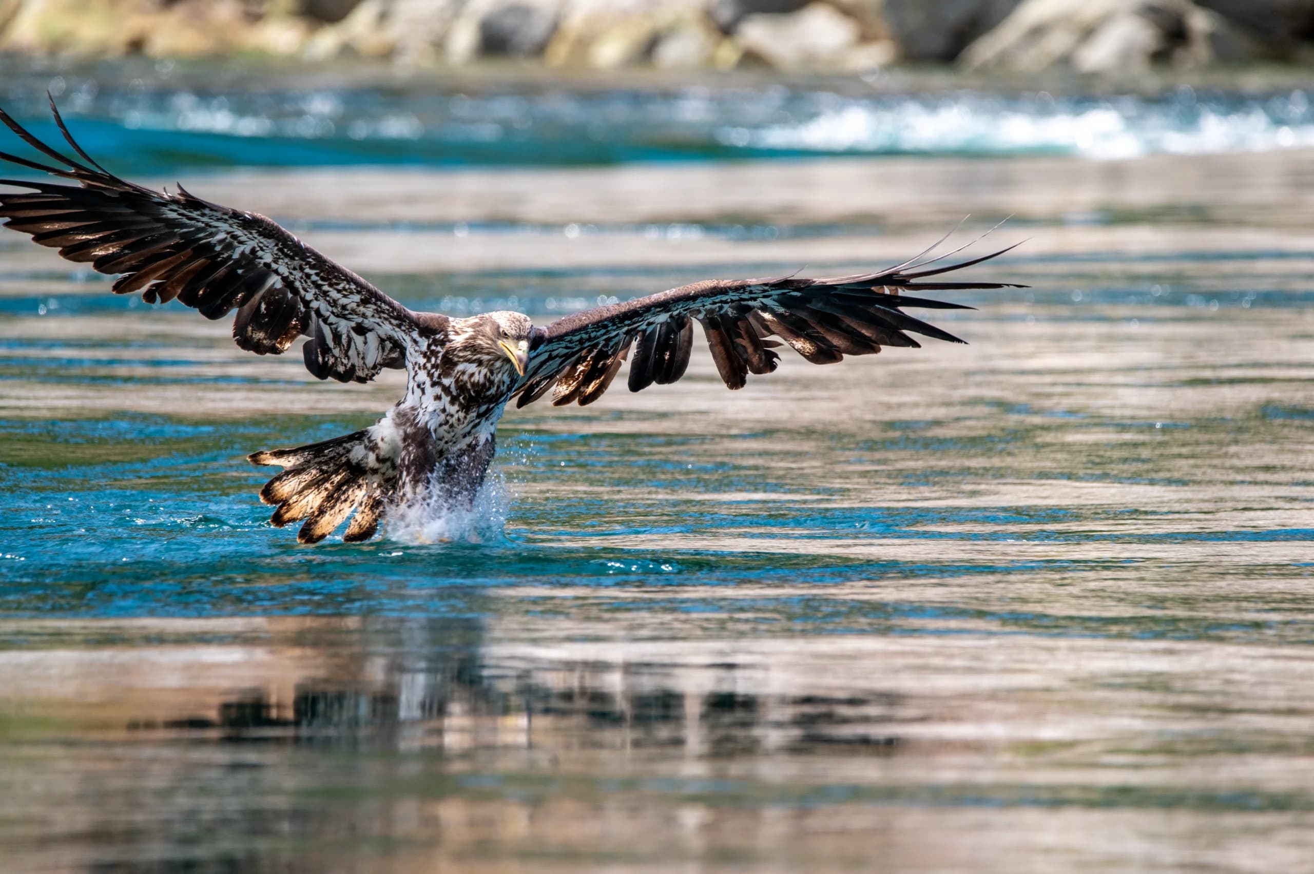 Young Eagle Fishing for Hake