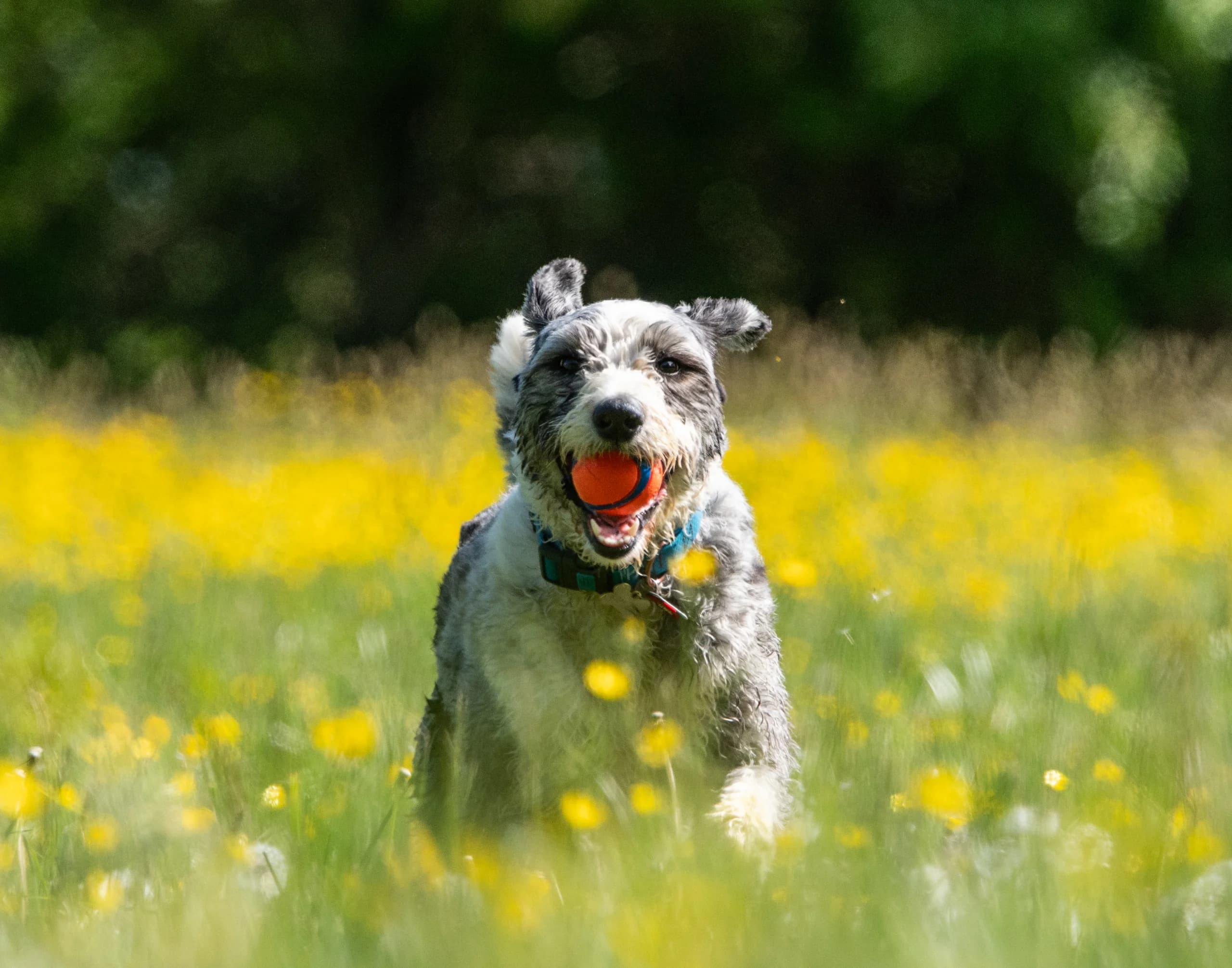 Aussie Doddle in the Buttercups